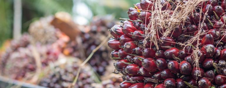 Close-up of a large bunch of palm kernels