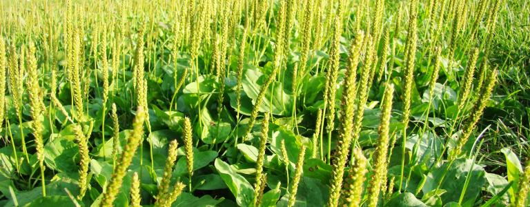 plantain field crops