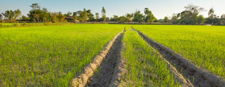 tracks in green field