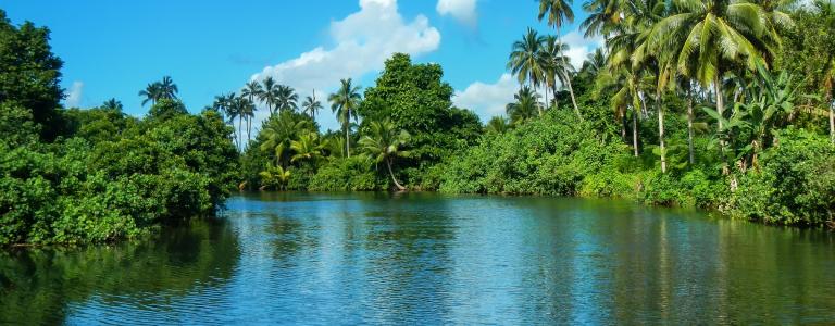 A river in Fiji's Taveuni Island