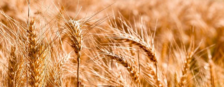 A field of wheat