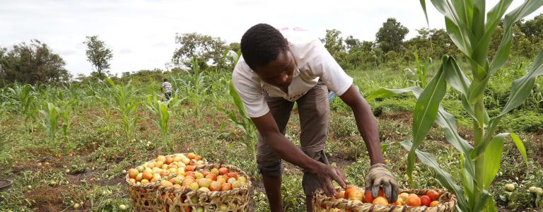 Ex-combatants farm in a UN Disarmament, Demobilization and Reintegration project.