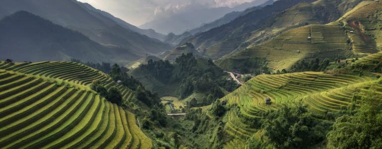 Agriculture field in Bali