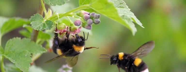 Two bees pollinating a plant