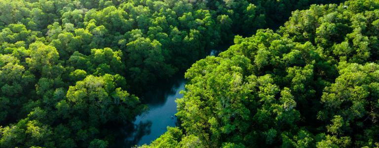 aerial photo of mangrove in Asia