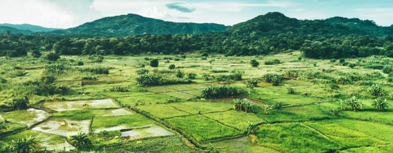 Aerial picture of crops in Malawi