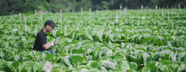 Worker in a crop field in Malaysia