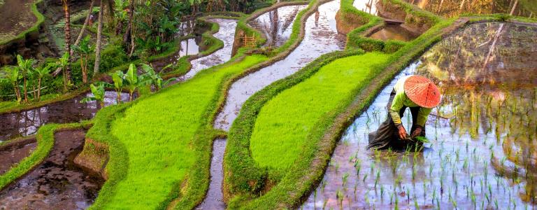 A worker tends to a rice field in Indonesia.