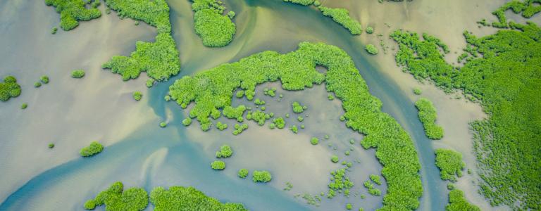 Mangroves, Saloum Delta, Senegal