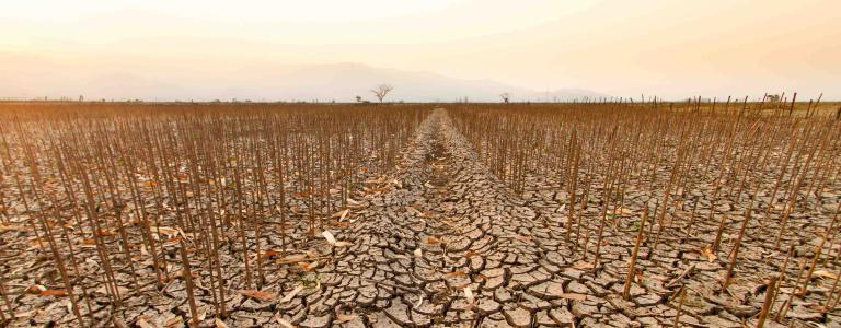 Desertified field, Thailand