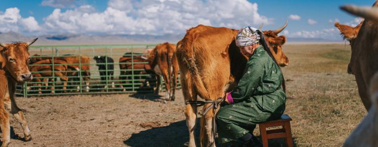 Mongolian nomad woman milking a cow