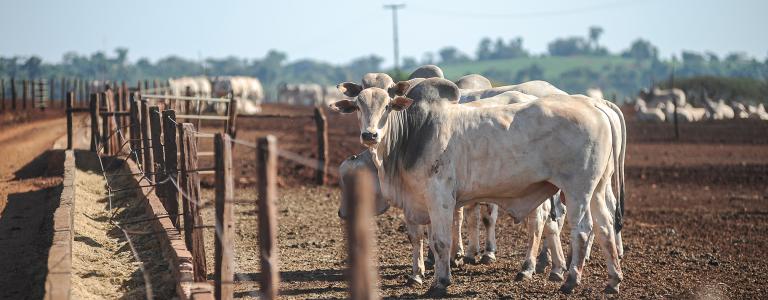 Beef cattle are enclosed behind a fence.