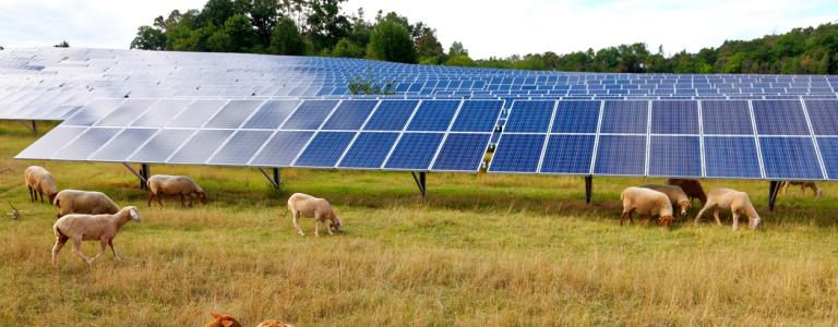 Solar panels with grazing sheep