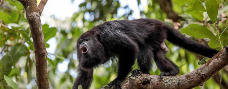 howler monkey on a tree
