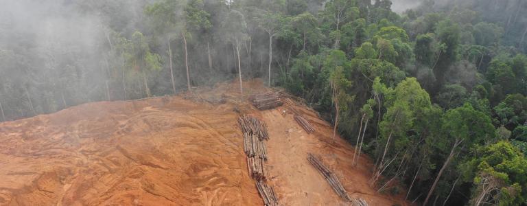 Aerial view of a large dirt patch where deforestation has occurred. A road is lined with cut logs. Forest remains on the perimeter of the lot.