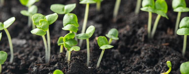Close up of basil sprouts in black soil.