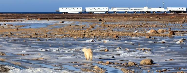 A polar bear walking in the Hudson Bay Lowlands