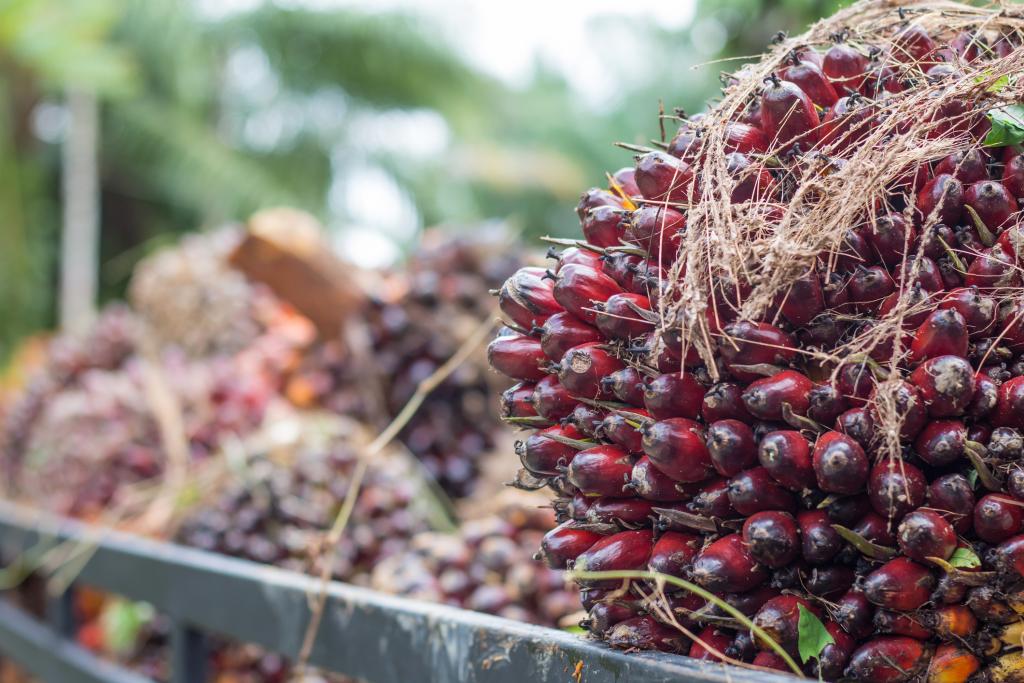 Close-up of a large bunch of palm kernels