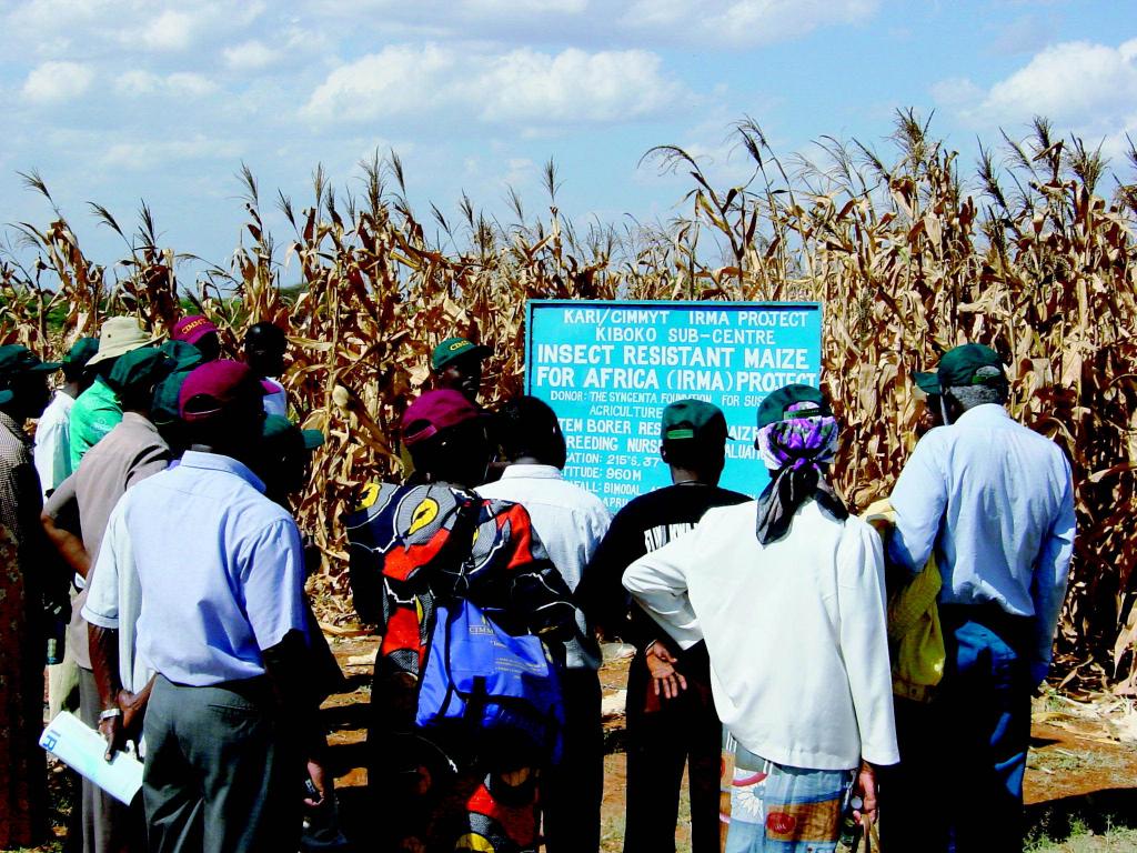 Corn modified with biotechnology