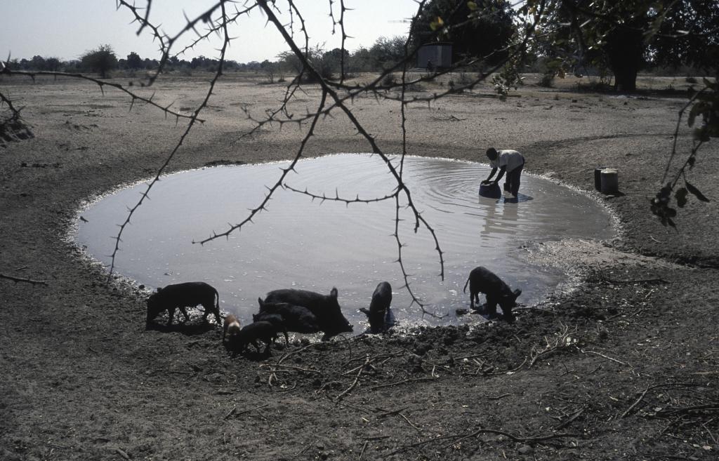 Animals at small watering hole