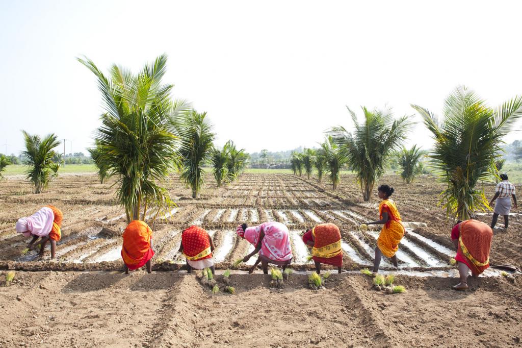 Women restoring land