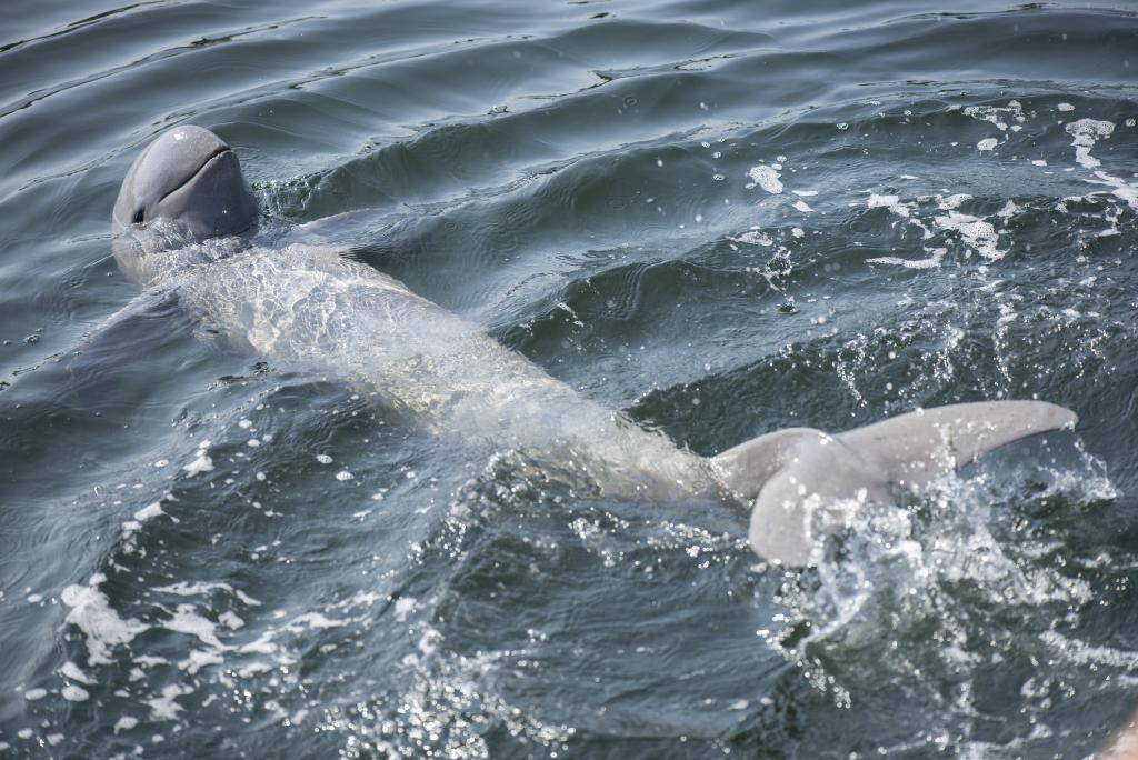 Irrawaddy dolphin