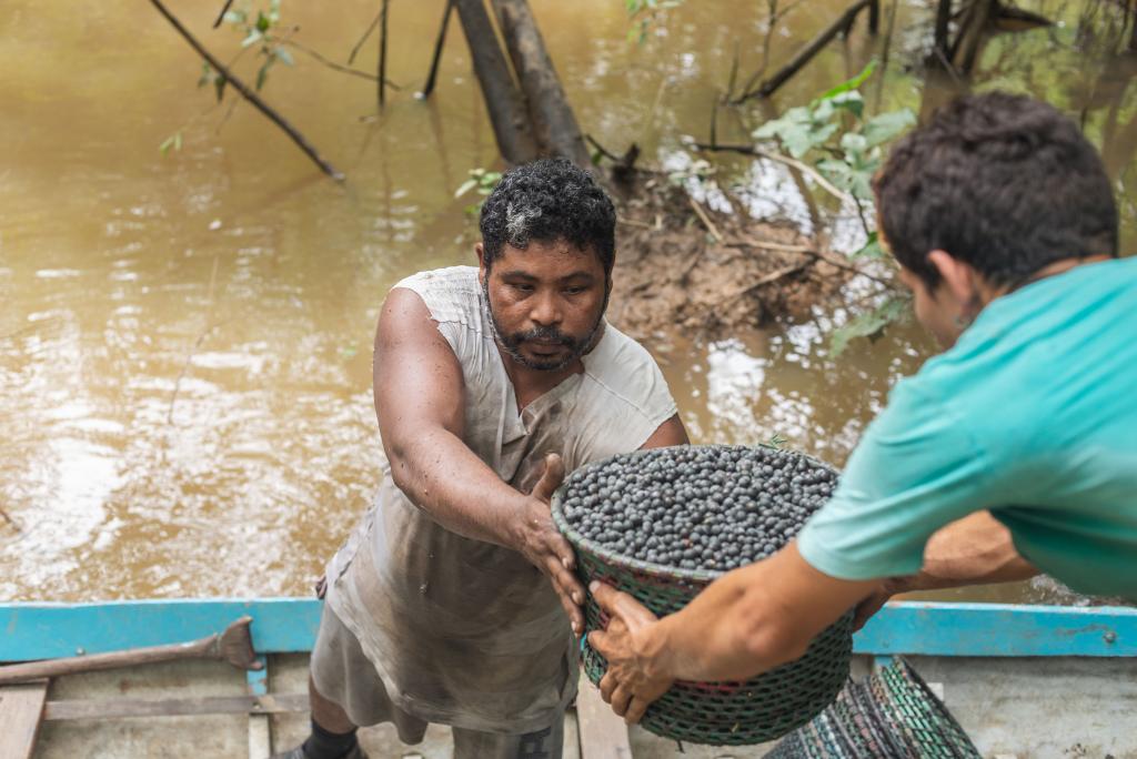 Person transporting acai berries