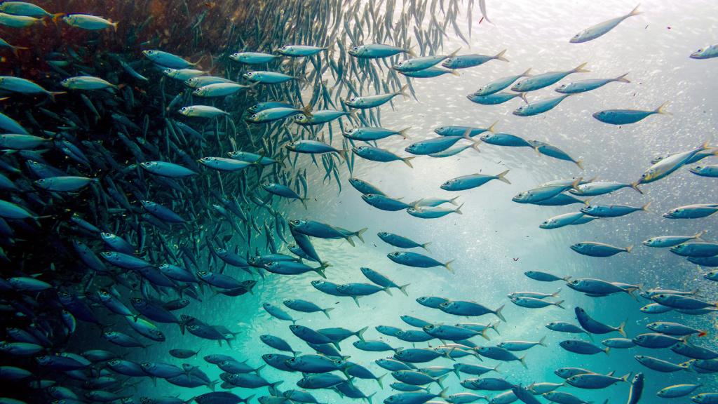 A school of fish swimming in the Philippines