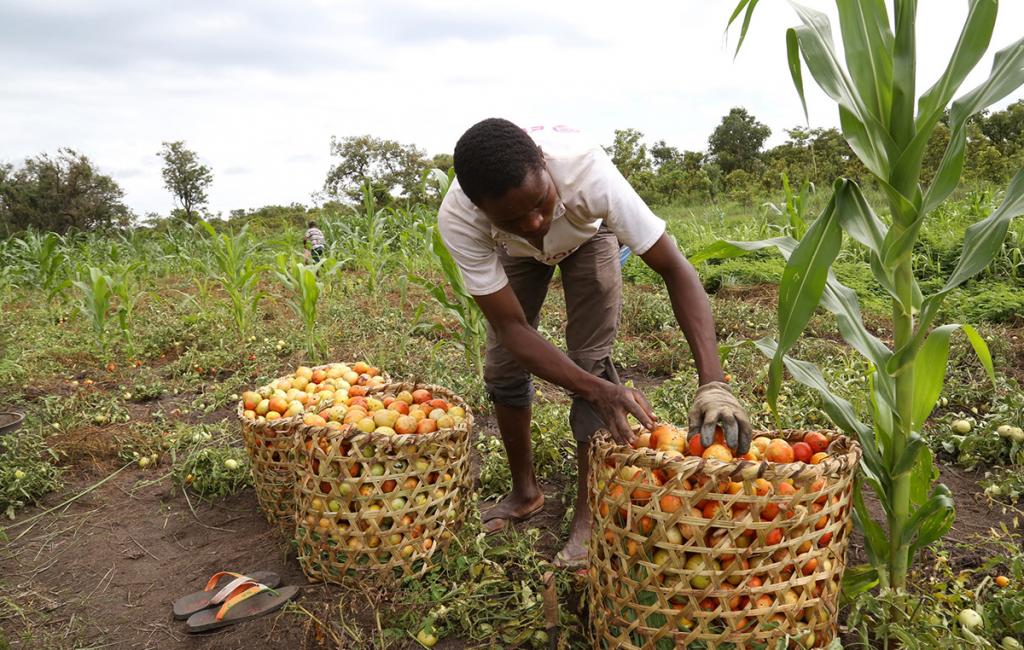 Ex-combatants farm in a UN Disarmament, Demobilization and Reintegration project