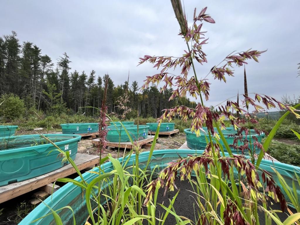 Green tubs of wild rice plants sit on platforms against a grey sky.