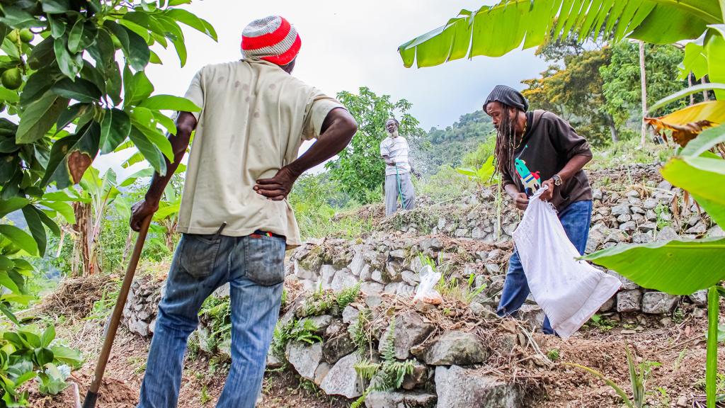 3 Rastafari farmers working on a field in Jamaica