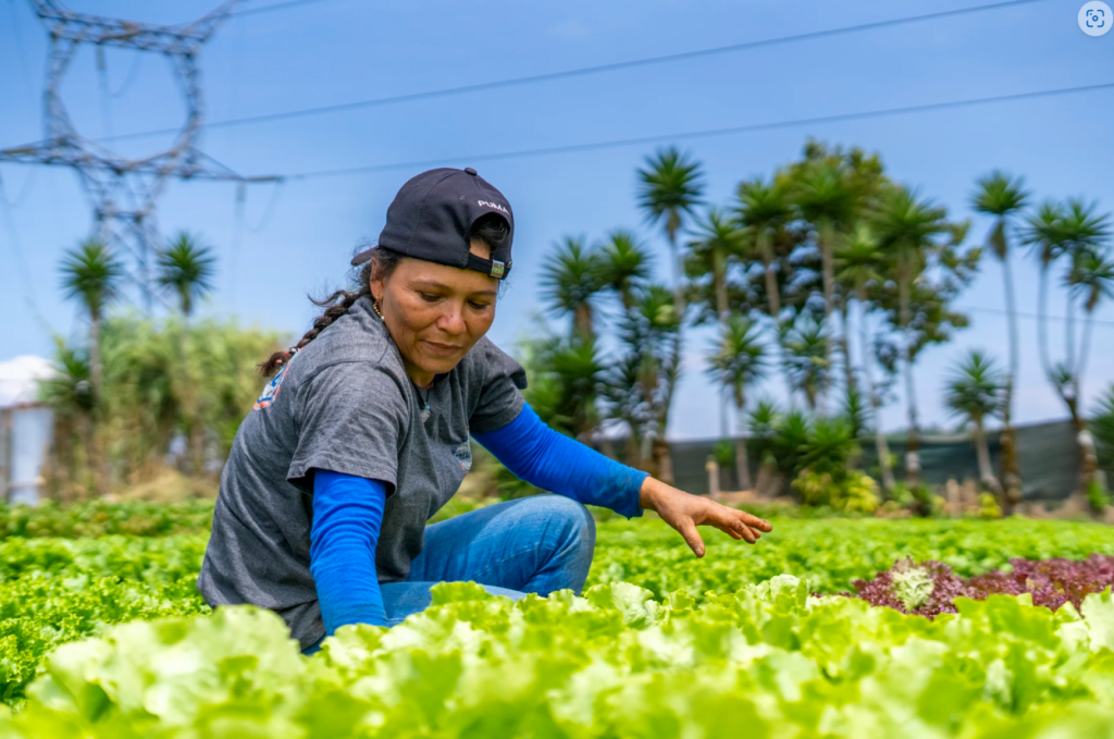 A woman farmer wearing a backwards cap kneels in a field