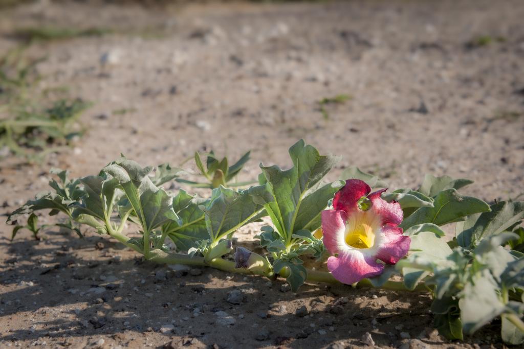 Devil's claw plant with blooming flower