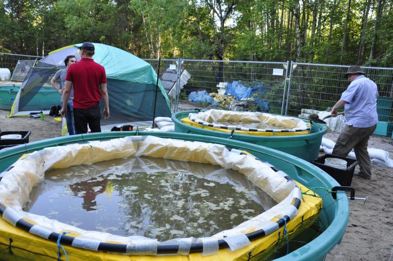 Oil spills (dilbit) research at IISD Experimental Lakes Area