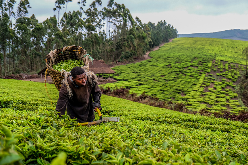 Agricultural investment