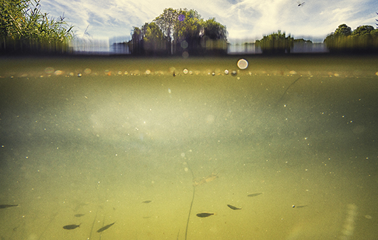 Algal blooms