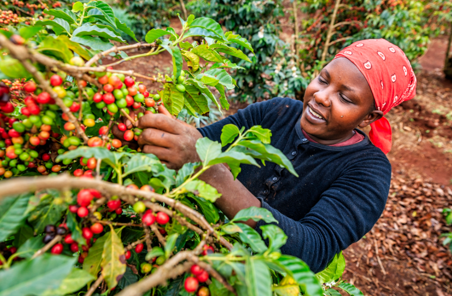 Kenya national adaptation plan