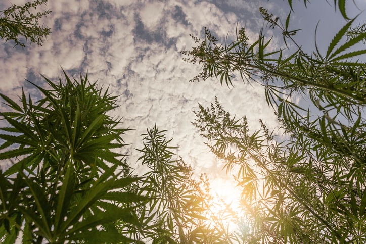 Marijuana and fresh water